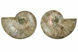 Cut & Polished, Agatized Ammonite Fossil - Madagascar #191605-1